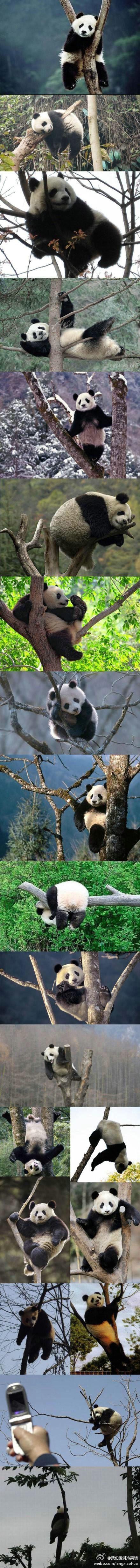 【当熊猫遇到树】国宝兄，你屁屁疼不~真是各种萌姿啊有木有